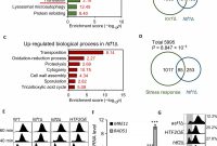 Hydrostatic Pressure Test Report Template Unique Cellular Response to Moderate Chromatin Architectural Defects
