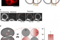 1.5 Circle Label Template Awesome Snare‐mediated Membrane Fusion Arrests at Pore Expansion to