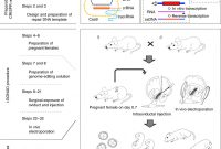 Blank Medication List Templates Unique Creation Of Crispr Based Germline Genome Engineered Mice