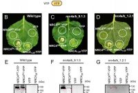 Wheel Of Life Template Blank New An N Terminal Motif In Nlr Immune Receptors is Functionally