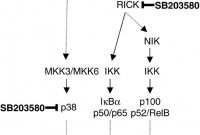 Med Card Template Awesome Inhibition Of P38 Map Kinase‐and Rick Nf‐iob‐signaling