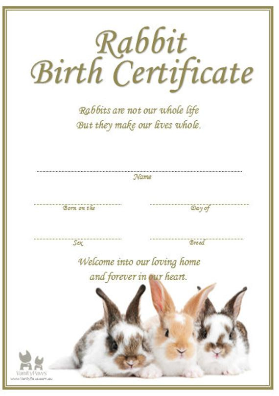 Rabbit Birth Certificate (Instant Download) pertaining to Best Rabbit Birth Certificate Template Free 2019 Designs